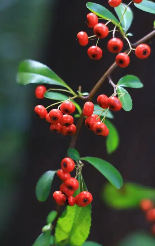 红红火火的火棘 - 美篇