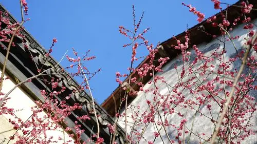 梅花初绽春意闹 乌镇赏梅正当时