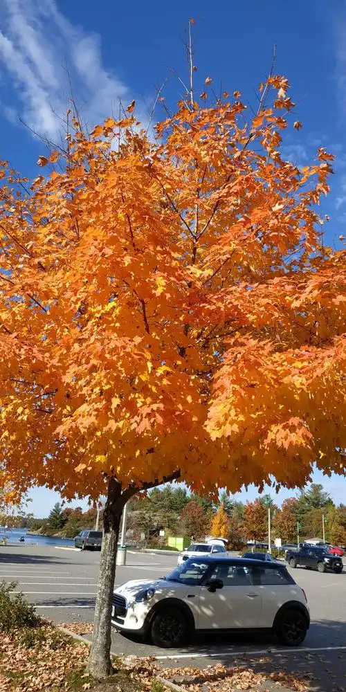 深秋加拿大枫叶之美