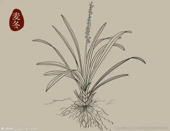 psd(cs6)颜色:rgb18元(cny)×关 键 词:麦冬 中草药手绘 中草药插画