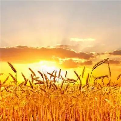 2021年发财转运风景头像图片高清能曾加风水财运的唯美图片头像