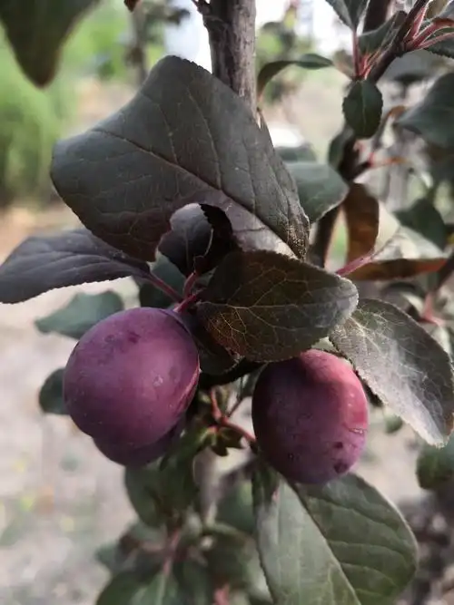 酸涩的果之二:紫叶李