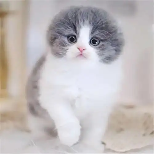蓝白折耳猫