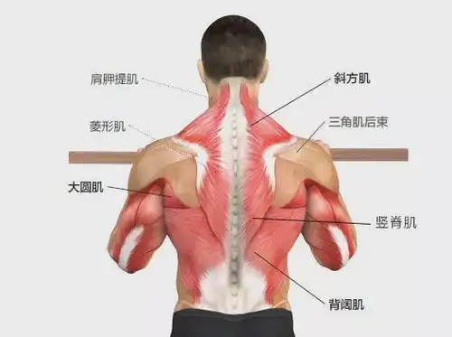 此时,我们需要从背阔肌入手.