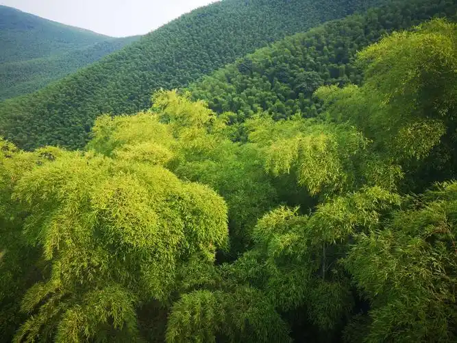 幽静迷人的宜兴竹海