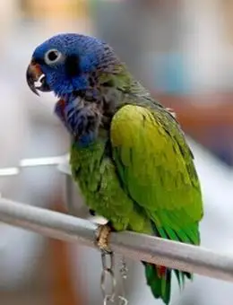 蓝头鹦哥价格