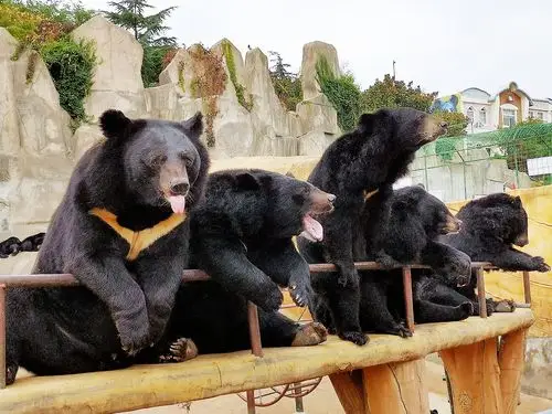 青岛东方熊牧场