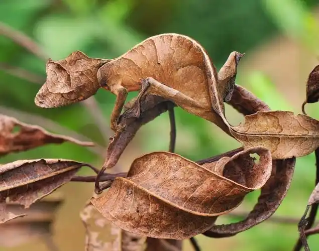 什么时候"伪装"是一种优秀品质? - 宏宇陶瓷