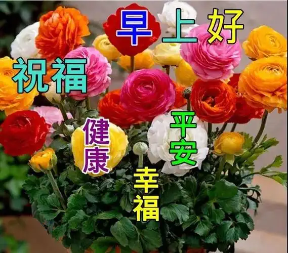 原创8张最新特漂亮早上好鲜花动画图片带祝福语2021最美早安问候祝福