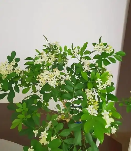 它就是九里香又名千里香,也有人叫它七里香.