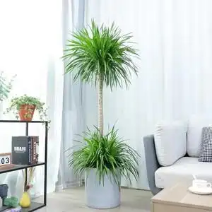 龙血树大型植物室内客厅盆栽造型多头龙须树办公室除甲醛网红植物