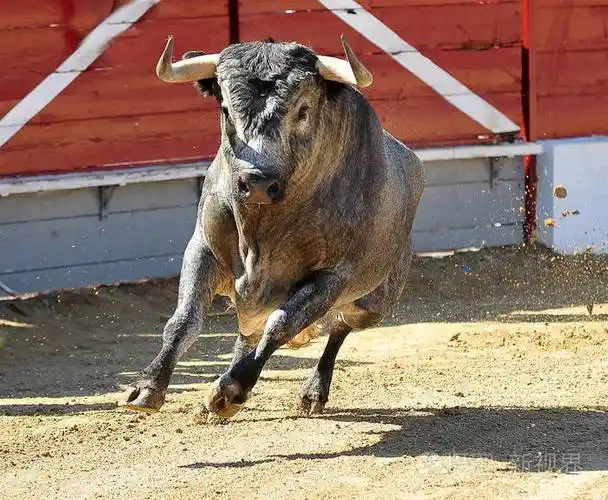 在西班牙斗牛照片-正版商用图片16zhcp-摄图新视界