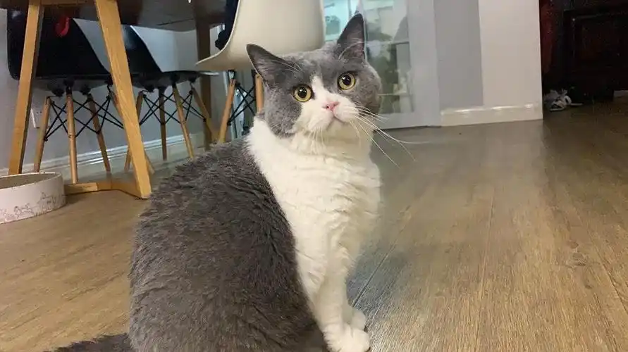 免费领养成年蓝白英短,仅限深圳同城