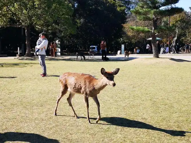 日本奈良神鹿公园的梅花鹿与人亲密接触