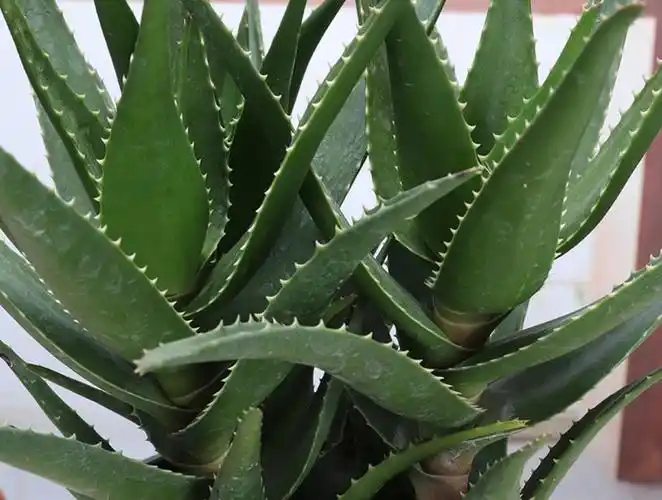 木立芦荟开花吗什么时候开花