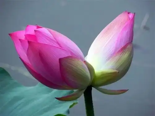 莲花双胞胎    含苞欲齐开