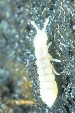 弹尾目·跳虫科:跳虫