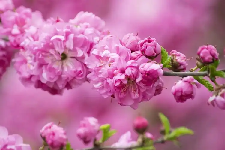 粉色---花卉高清图片素材(横屏)20200314