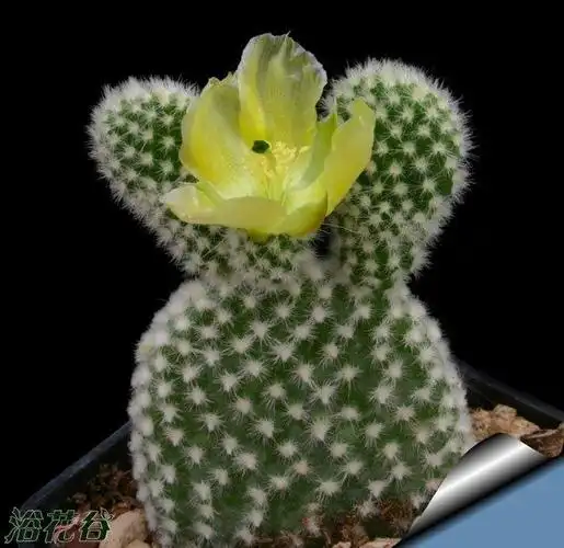 木木第22页 - 绿手指 - 养花技巧,花生病了怎么办,花园打理和设计