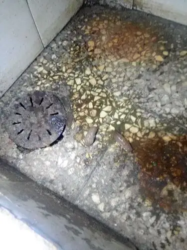 厨房里出现了这种虫子很恶心是什么该怎么办