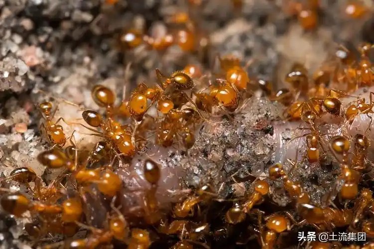 红火蚁的天敌是谁(盘点红火蚁最怕的三种克星)-七暖网