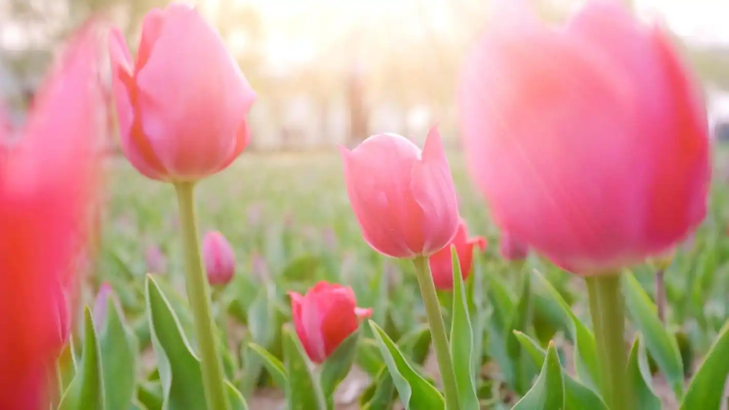 多彩郁金香唯美迷人写真,鲜花-回车桌面