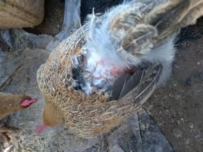 老师好这只鸡总是这个位置掉毛是什么原因啊整个鸡圈10多只就它这样