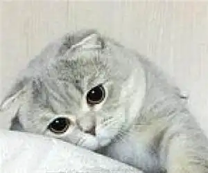 抖音被吼后委屈巴巴的小猫咪表情包