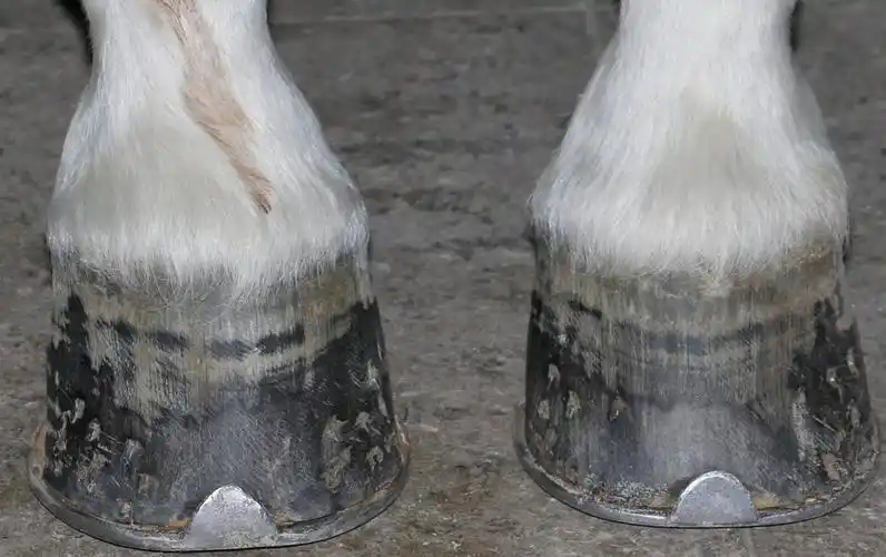 马蹄部专题如何促进蹄子健康生长