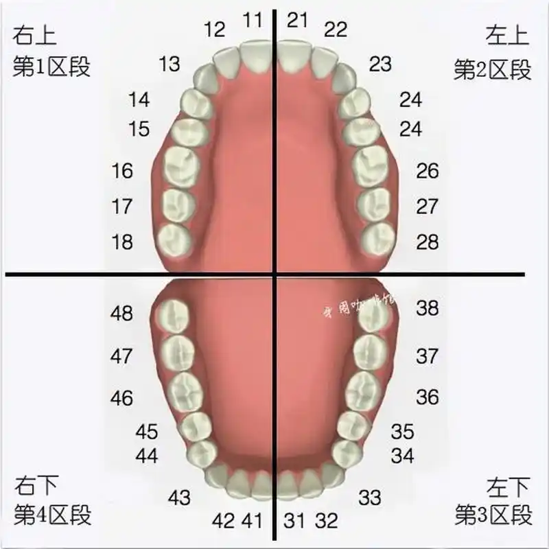 看过牙的朋友都知道,牙医经常说或者在病历里写16(右上6),21有问题