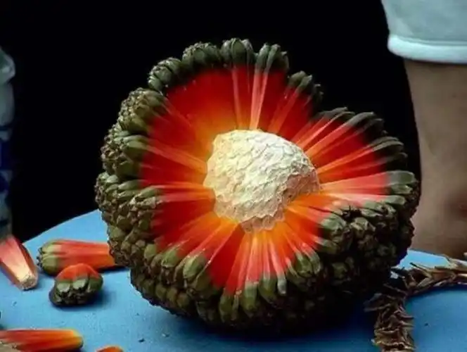 来自世界各地的10种稀有水果以及在哪里可以找到它们