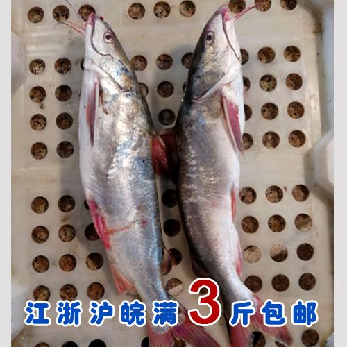 石浦海鲜  东海新鲜钢鱼老龟/土地鱼  肉质细嫩没刺