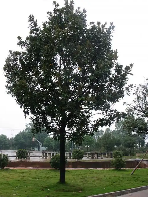 玉兰玉兰树树苗大花四季常青行道树绿化工程绿化行道树