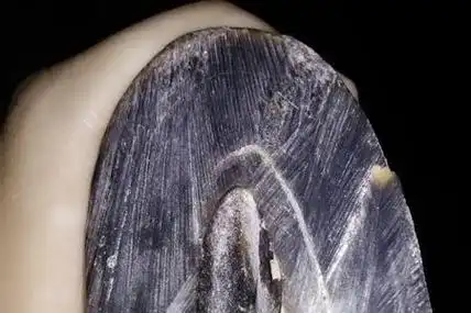 亚犀牛角特征图片