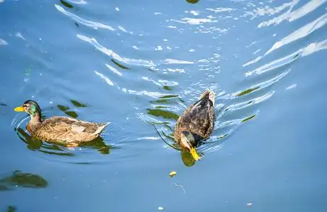 鸭子是漂浮在水上照片