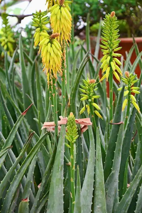 芦荟花原创拍摄