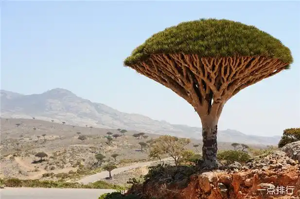 世界十大最受欢迎的树 用来充当监狱的树你见过吗