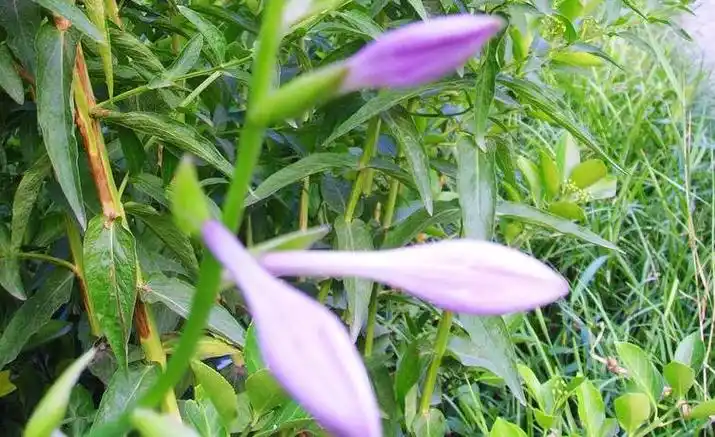 p>紫萼香茶菜(学名: i>isodon /i>  i>forrestii /i> (diels) kud  )