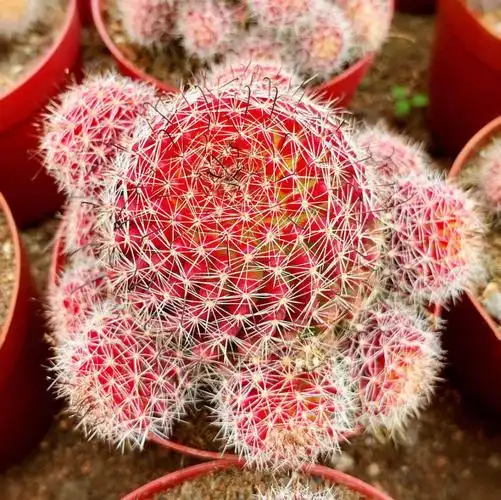 红娜丸仙人球红色稀有品种自根仙人掌类植物多肉花卉小盆栽 红娜丸单