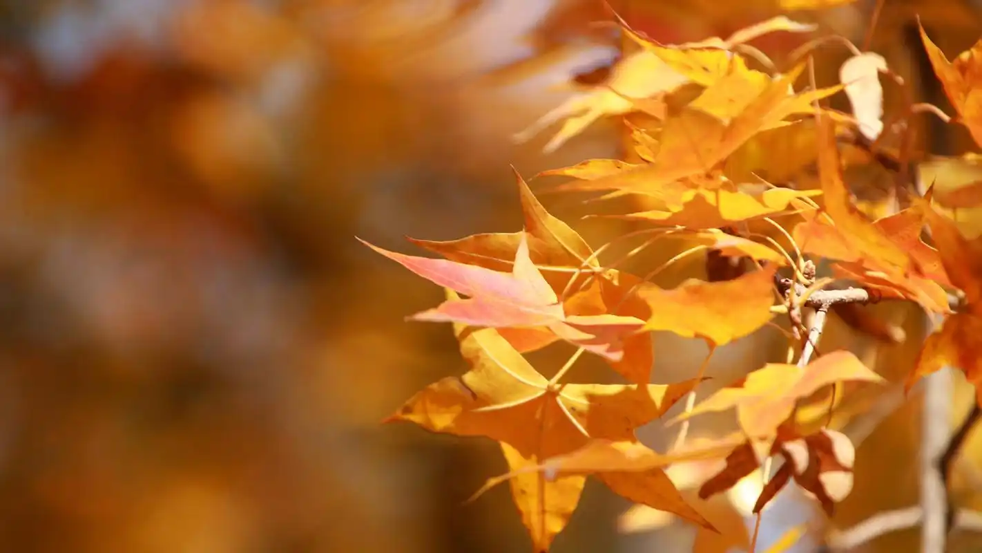 秋季渐黄的树叶摄影高清宽屏桌面壁纸