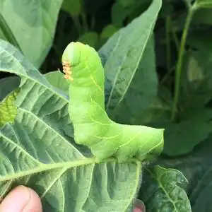 豆虫包邮活豆虫