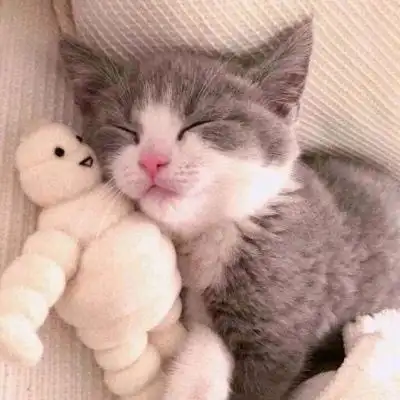 萌猫头像图片大全 真猫超萌可爱图片2020 - 微信头像 - 潮人个性网