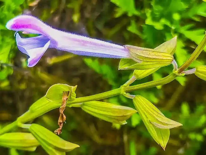 艾氏香茶,茶菜治疾