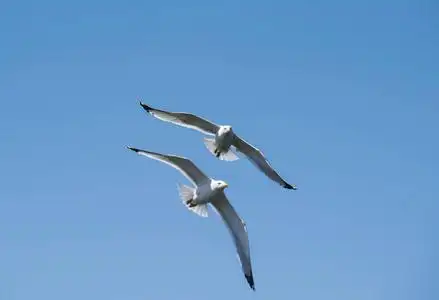 两只鸟在一起两只海鸥在一起飞翔, 天空在背景中照片