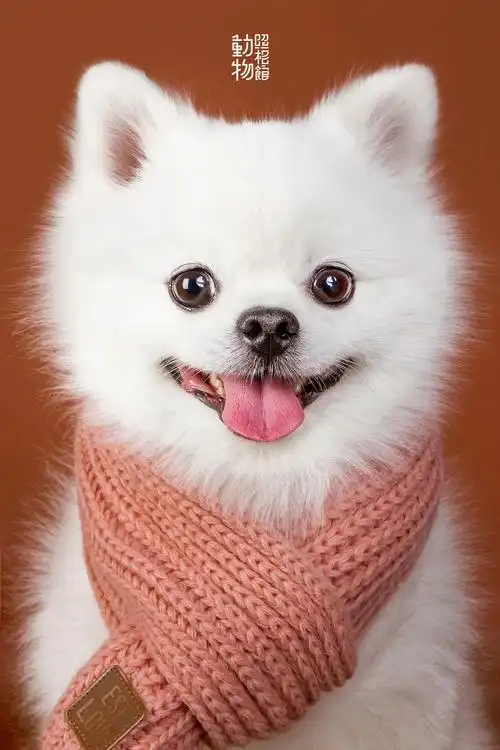 【动物照相馆】博美|摄影|宠物摄影|温文尔雅gj