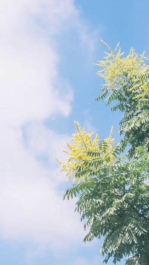 夏日小清新养眼风光高清手机壁纸-风景-手机壁纸下载-美桌网
