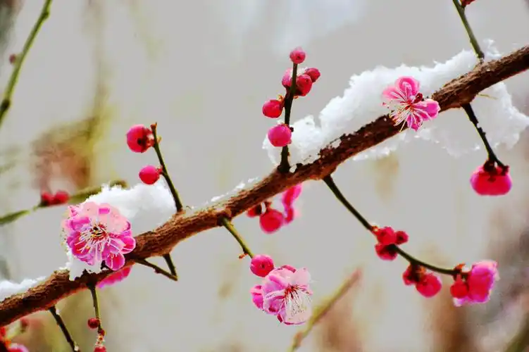 红梅傲雪