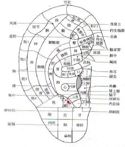 第十一讲 对耳屏的穴位分布