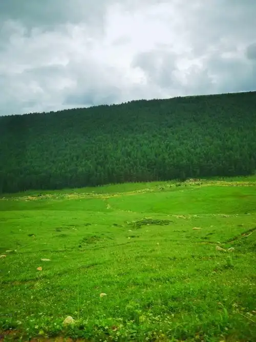 五寨荷叶坪华北最大的亚高山草甸,海拔2783米,山上古木参天与五台山并