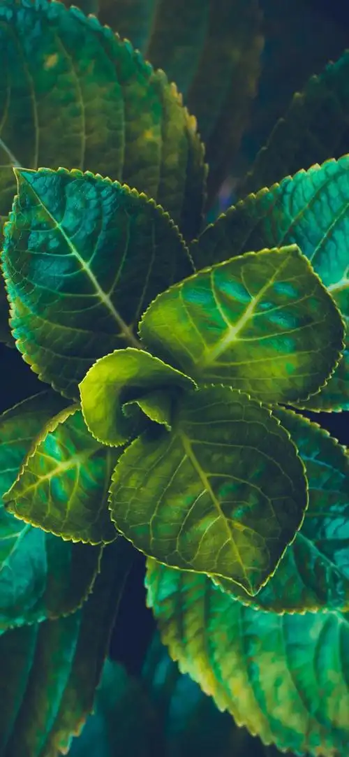 最新超清护眼手机壁纸(100张绿色护眼手机壁纸)(15)